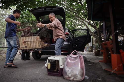 WAD KUARANTIN BUSTANA KUCING