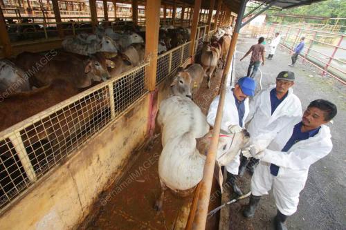 JABATAN PERKHIDMATAN VETERINAR