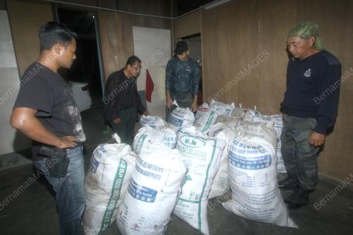 PGA RAMPAS 1000KG DAUN KETUM