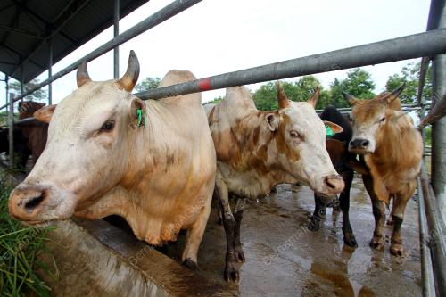 PR03_29082017_LEMBU_KORBAN_BN201708284289