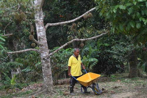 PEKEBUN DURIAN