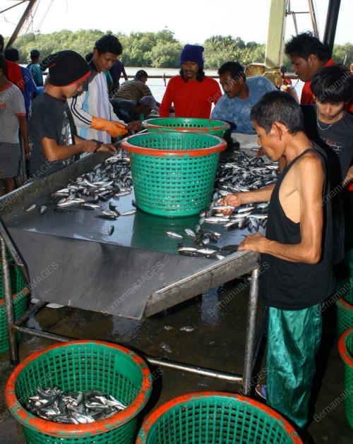 BEKALAN IKAN