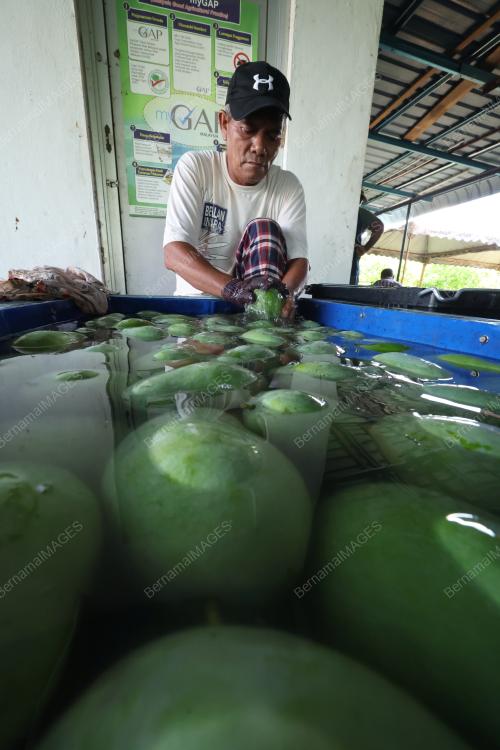 FESTIVAL MANGGA HARUMANIS