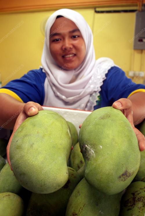 MEMPELAM HARUMANIS