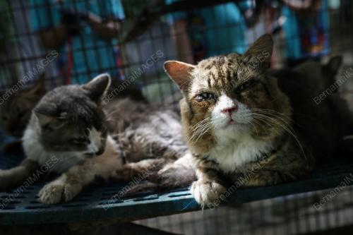 BUSTANA_KUCING