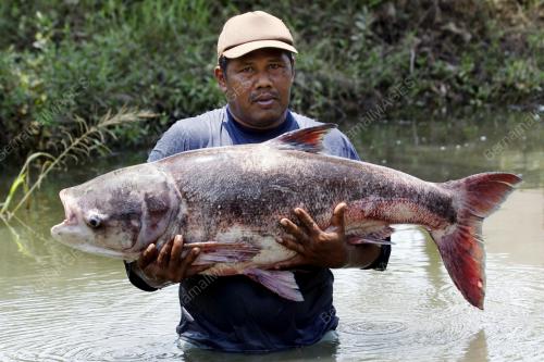 IKAN KAP RUMPUT