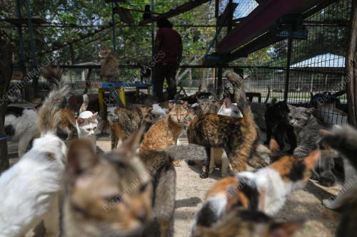 BUSTANA KUCING