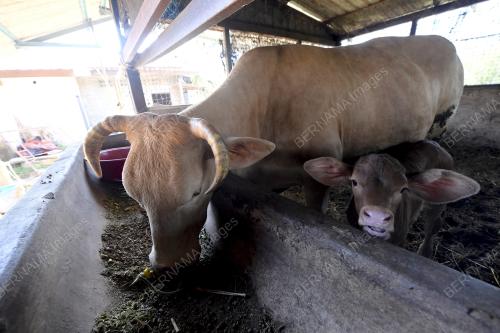 LEMBU_HYBRID