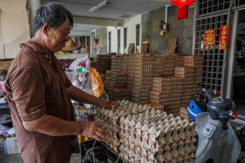 TINJAUAN TELUR AYAM