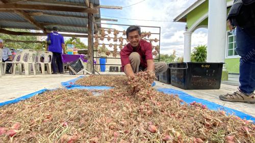 PENGUSAHA TANAMAN BAWANG