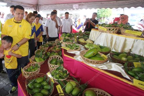PR04_15052009_KAYUH_HARUMANIS
