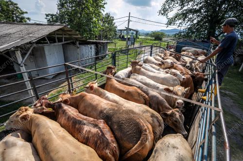 TINJAUAN LEMBU KORBAN