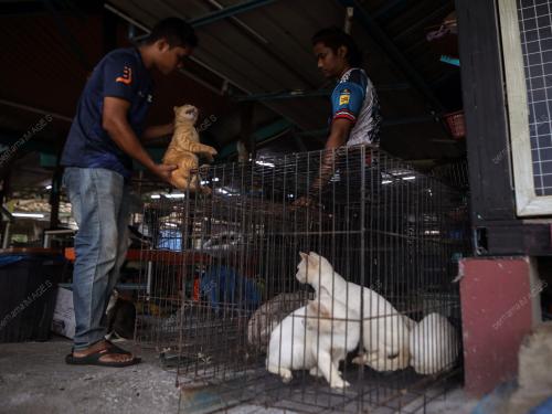 WAD KUARANTIN BUSTANA KUCING
