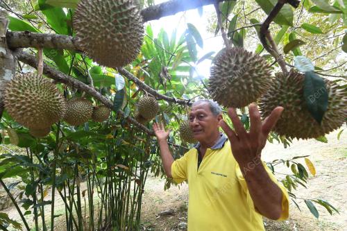 PEKEBUN DURIAN