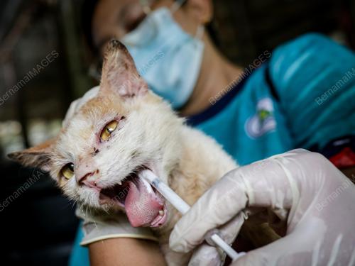 BUSTANA_KUCING