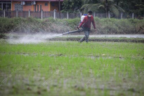TINJAUAN PESAWAH