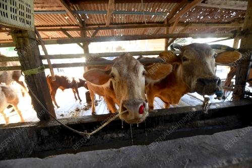 LEMBU_HYBRID
