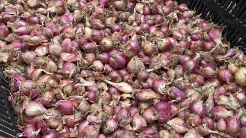 PENGUSAHA TANAMAN BAWANG