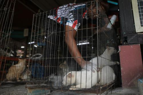 WAD KUARANTIN BUSTANA KUCING