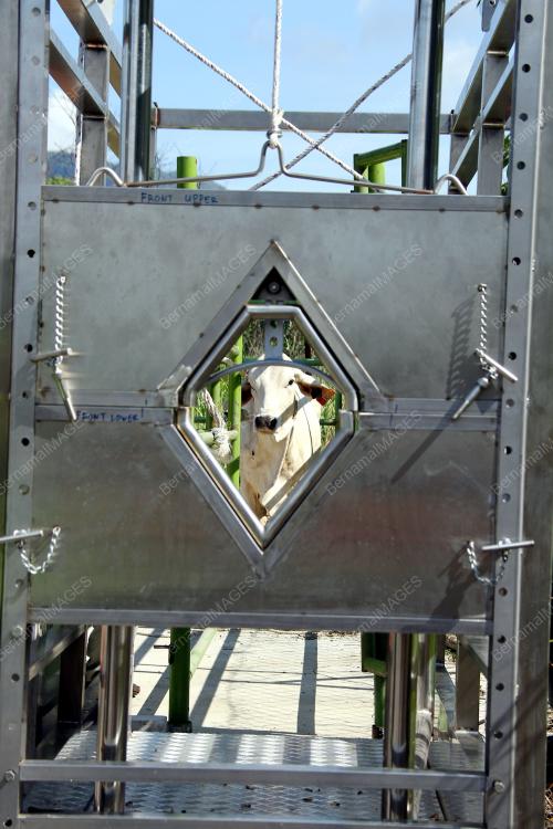 PR05_22052014_SEMBELIH_LEMBU