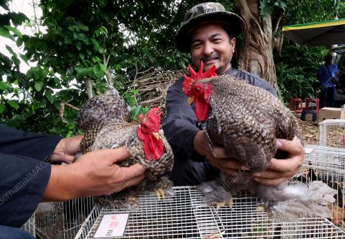 AYAM HIASAN