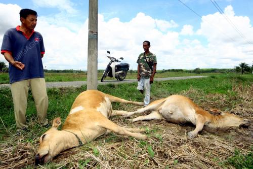 LEMBU MATI