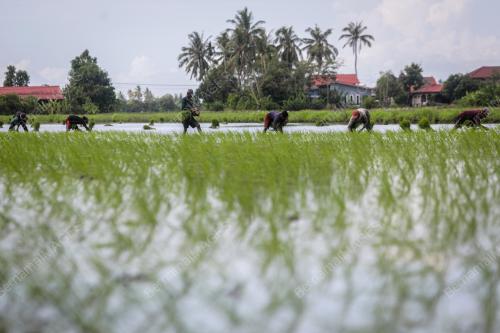 MENCEDUNG_PADI