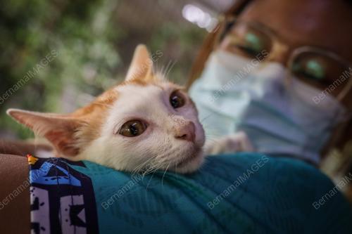 BUSTANA_KUCING