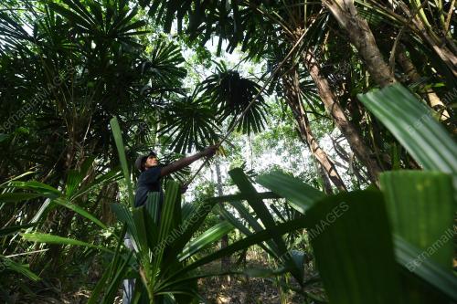 DAUN PALAS