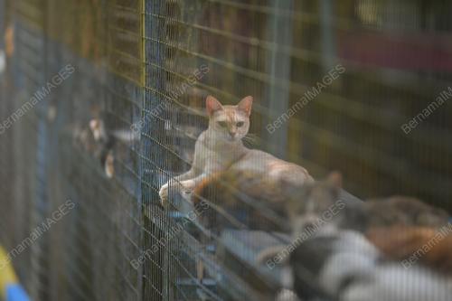 BUSTANA KUCING