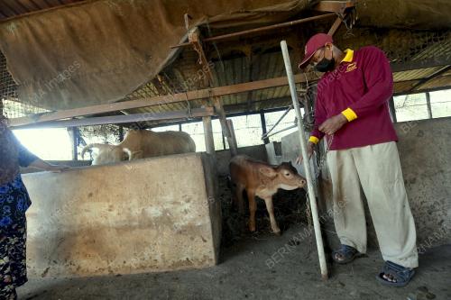 LEMBU_HYBRID