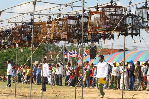 PERTANDINGAN BURUH MERBAH JAMBUL