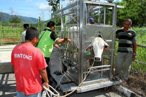 PR06_22052014_SEMBELIH_LEMBU