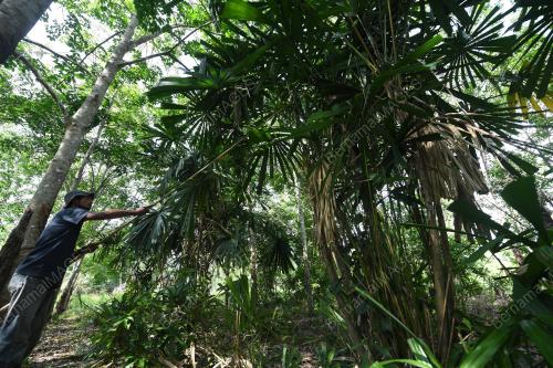 DAUN PALAS