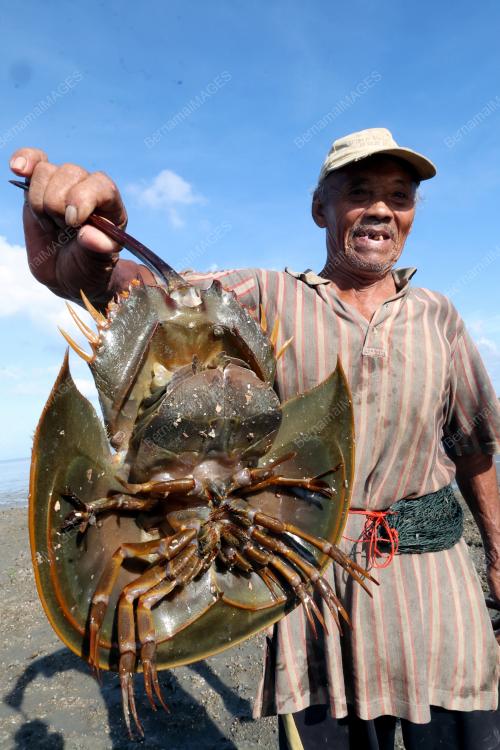 PENCARI SIPUT