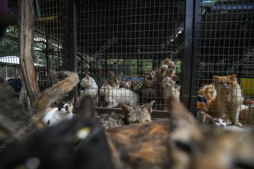 BUSTANA KUCING