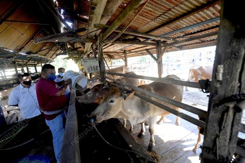 LEMBU_HYBRID