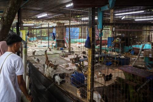 WAD KUARANTIN BUSTANA KUCING