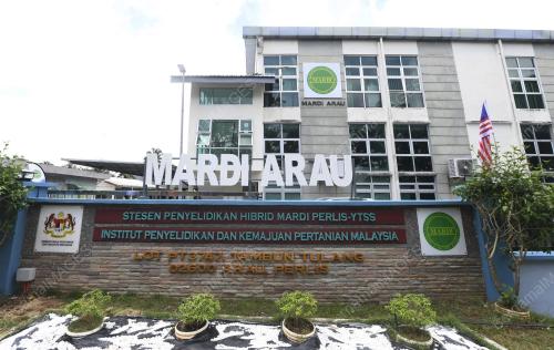 MARDI PERLIS YTSS