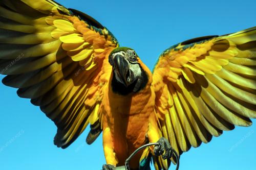 FREE FLY PARROT MALAYSIA