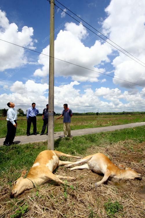 LEMBU MATI