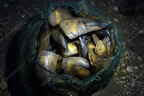 PESISIR PANTAI PULAU KETAM