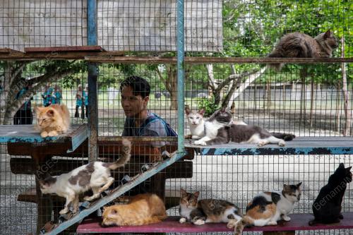 BUSTANA_KUCING