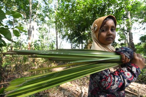 DAUN PALAS