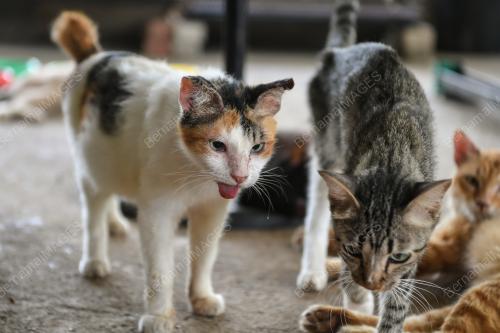 BUSTANA KUCING