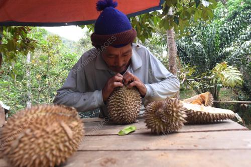 PEKEBUN DURIAN