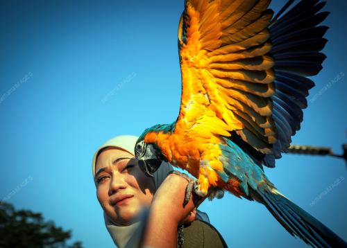 FREE FLY PARROT MALAYSIA