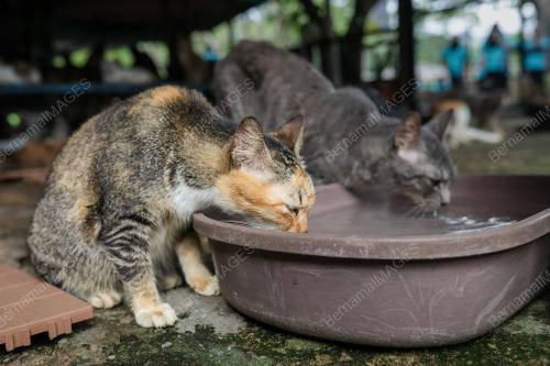 BUSTANA_KUCING
