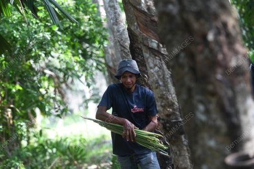 DAUN PALAS