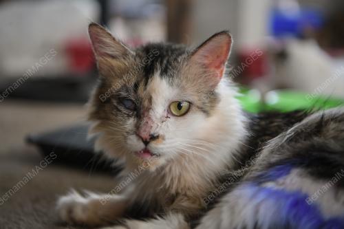 BUSTANA KUCING